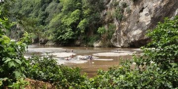 Mineurs travaillant dans une rivière, entourés de végétation luxuriante.